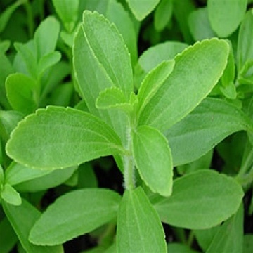 Stevia ka podha