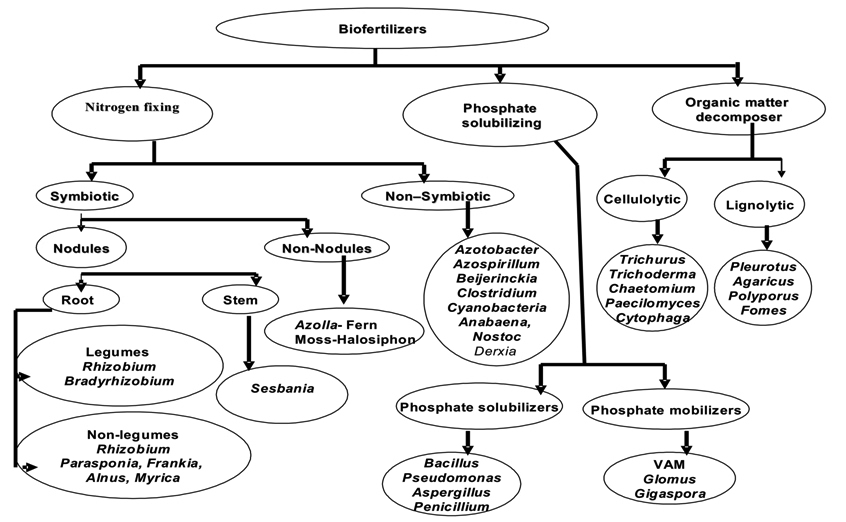 Classification of biofertilizers