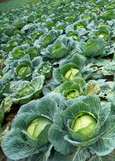 Cabbage crop