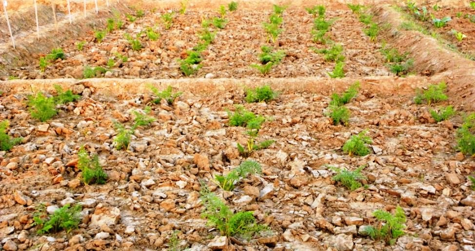 Planting the stecklings in field and and raising seed crop