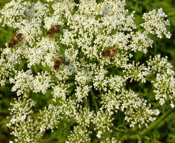 Pollinators are essential for seed production in carrot