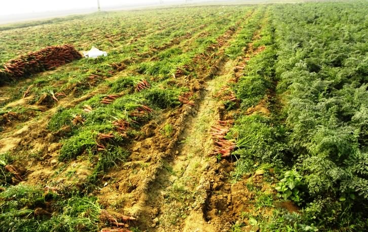 Uprooting of root crop