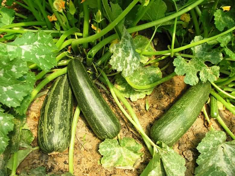 Summer Squash (Chappan Kaddu)