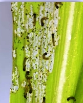 damage by invasive pest of maize