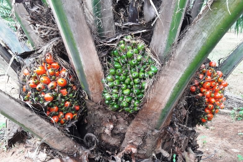 Fig. 1 Virescence riped and unripe bunches in oil palm