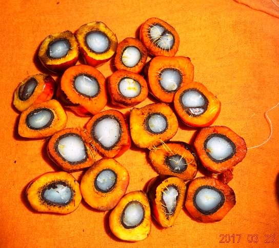 Fig. 4 Cross section of nigrescence Tenera fruits 