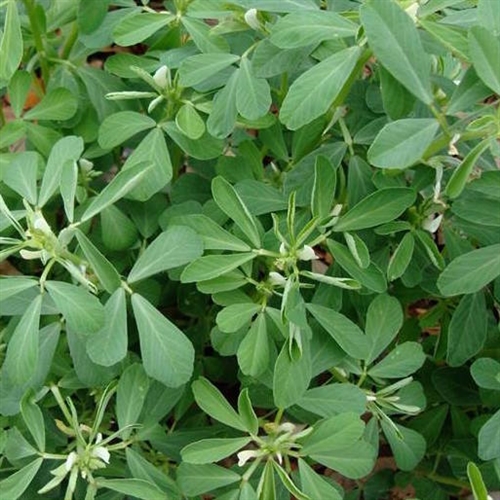 fenugreek