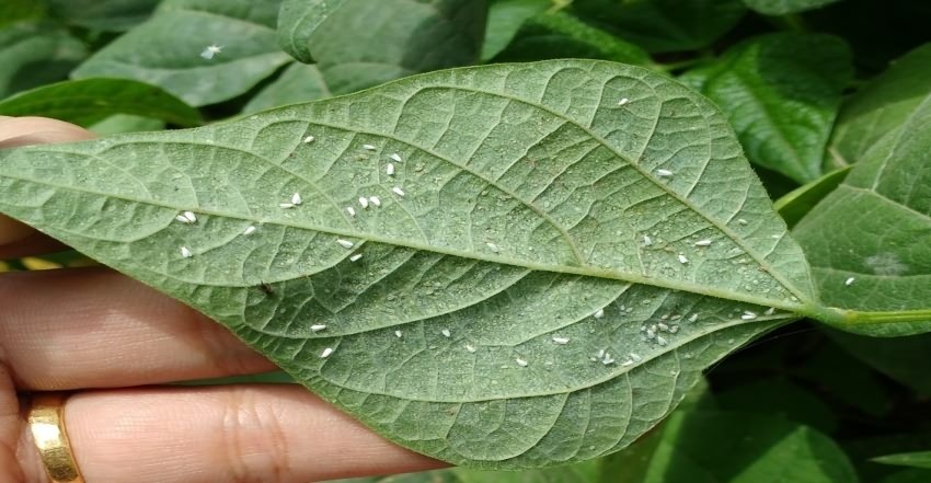 White fly of soybean