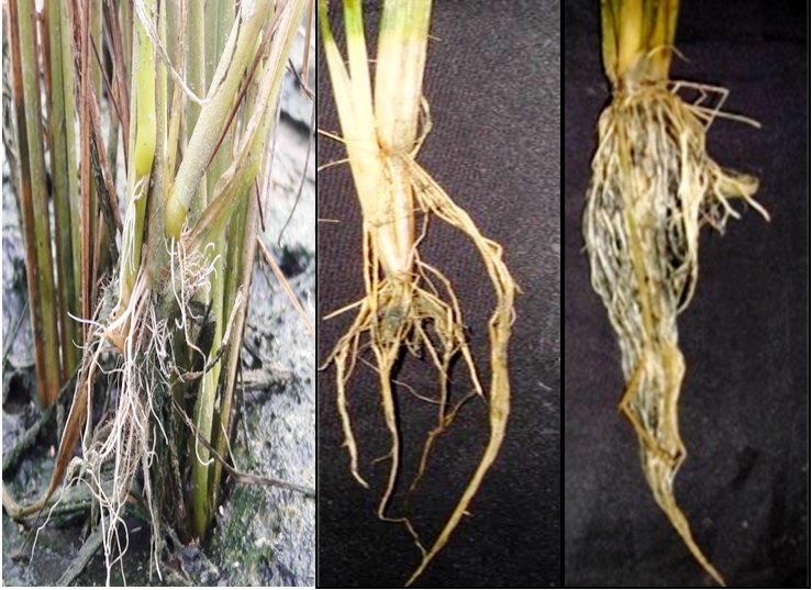 पूसा बासमती 1121 की जड़ों में बकाने रोग के लक्षण:  Adventitious जड़ निर्माण, जड़ों का सड़ना और काला पड़ना