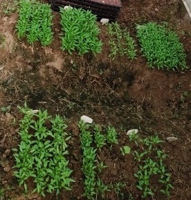 Chilli Seedlings