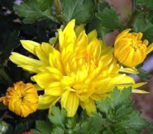 Chrysanthemum or guladaudee cultivation