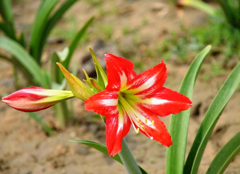 Gladiolus cultivation