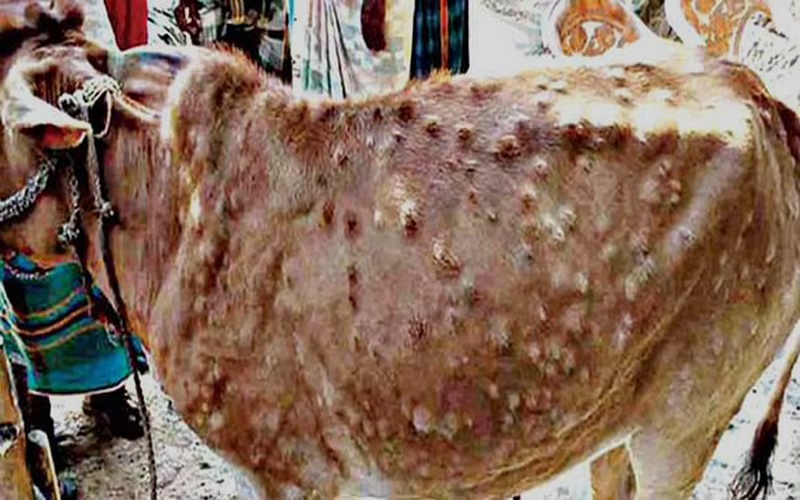Lumpy skin disease of cattle
