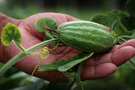 Pointed gourd or Parval