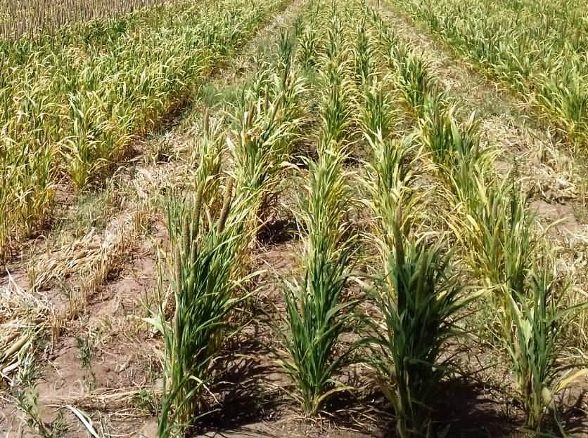 Pearl millet harvesting for hybrid seed production