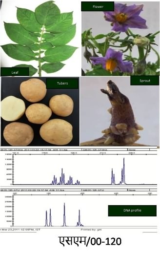 Registered germplasm SM/00-120