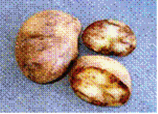 late blight in potato