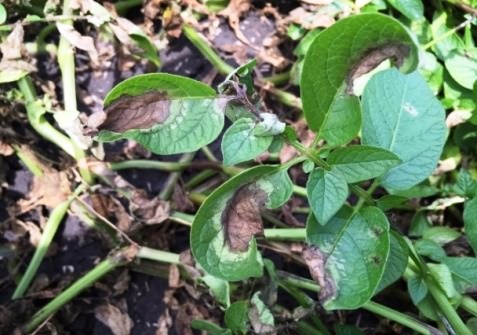 Potato leaves with late blight