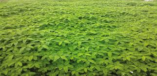 Growing green manure crops for soil fertility