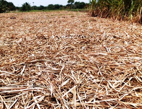 Sugarcane tops, leaves and trash