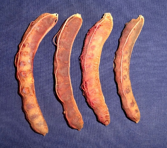 Red pulp tamarind