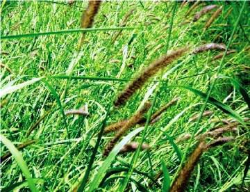 Anjan grass fodder crop