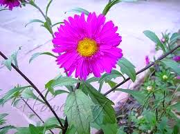 Varieties of China aster