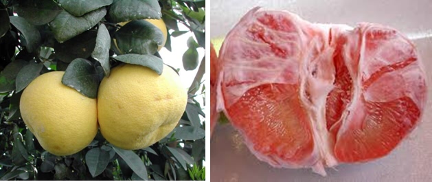 Pomelo Citrus maxima