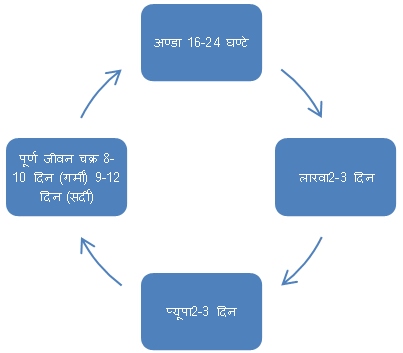 ट्राइकोग्रामा कोलिनिस कीट