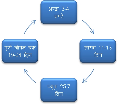  क्राइसोपर्ला कीट