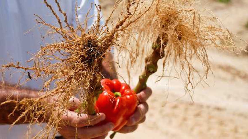 Root-knot nematode infestation in capsicum in polyhouse