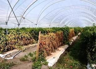 Root-knot nematode infestation in tomato in polyhouse