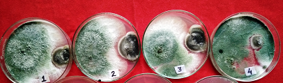 Varieties of Tricoderma