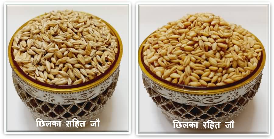 Barley grain