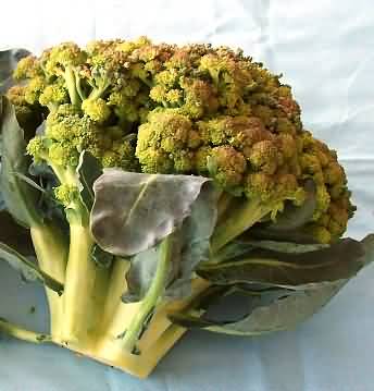 Tip burn disorder of broccoli