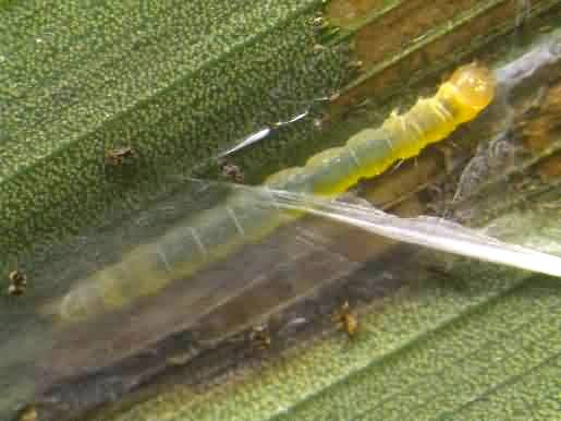 Leaf web worm