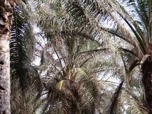 severe defoliation due to webworm