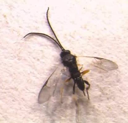 Adult of parasitoid, D. hyposidrae