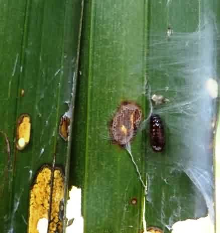 Parasitized leaf webworm pupa