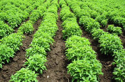 Pudeena (Mint) cultivation)