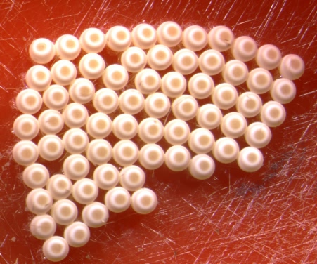 Eggs of tussock caterpillar