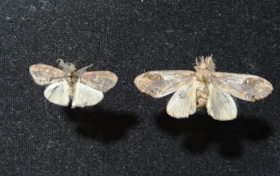 Adults (male and female) of tussock caterpillar