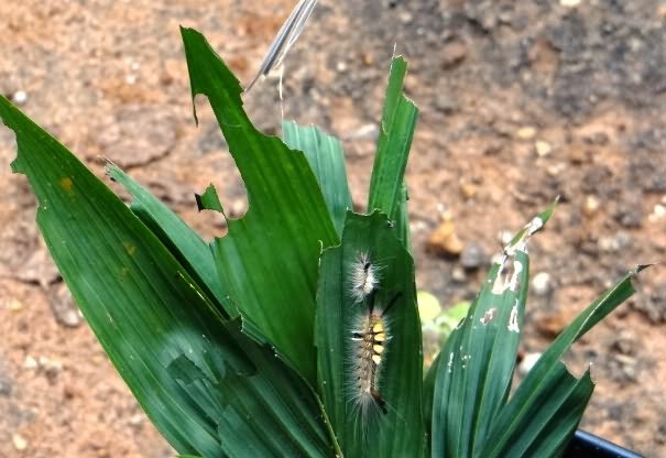 Damage to oil palm nursery leaves