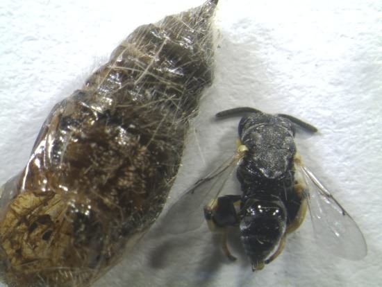 Parasitoid (Brachymeria albotibialis) of pupa of tussock caterpillar