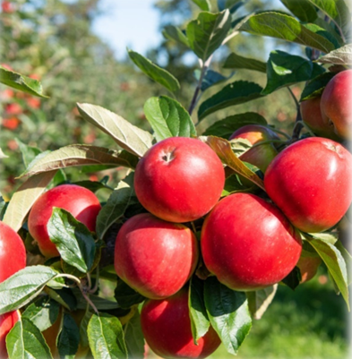 Apple crop Nutrients defficiency