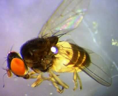 Fruit fly insect of cucurbits