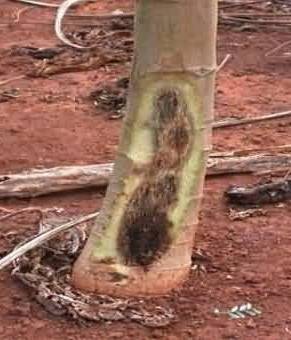 Foot Rot of papaya