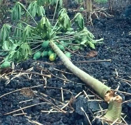 Foot Rot of papaya