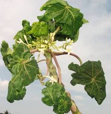 Papaya leaf curl disease