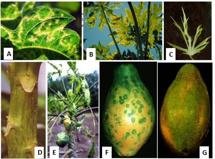 Ring spot of papaya